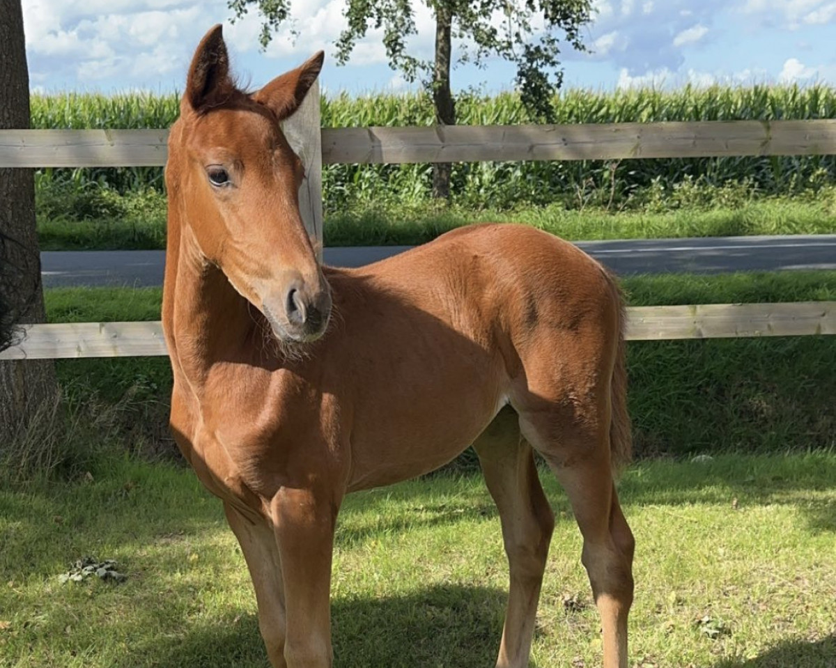 horse Toffifee (Hanoverian, 2023, from Trussardi)