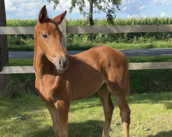 dressage horse Toffifee (Hanoverian, 2023, from Trussardi)