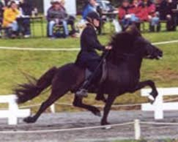 stallion Depill frá Votmúla 1 (Iceland Horse, 1991, from Baldur fra Bakka)