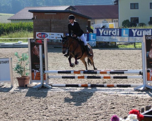 Springpferd Molly 382 (Deutsches Reitpony, 2011)