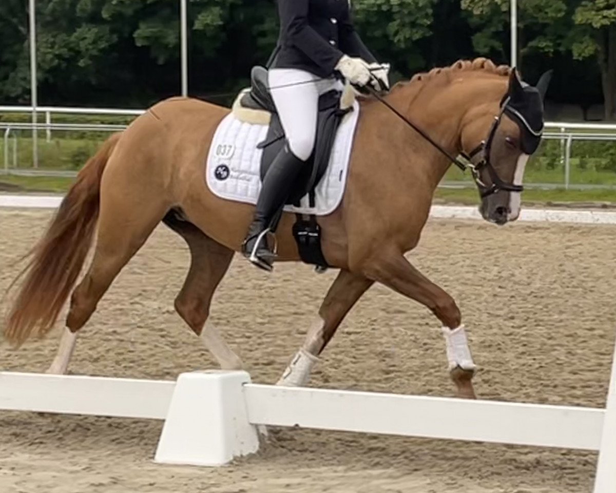 broodmare Bodethal's Donna Vincenza (German Riding Pony, 2019, from Vincenzo NRW)