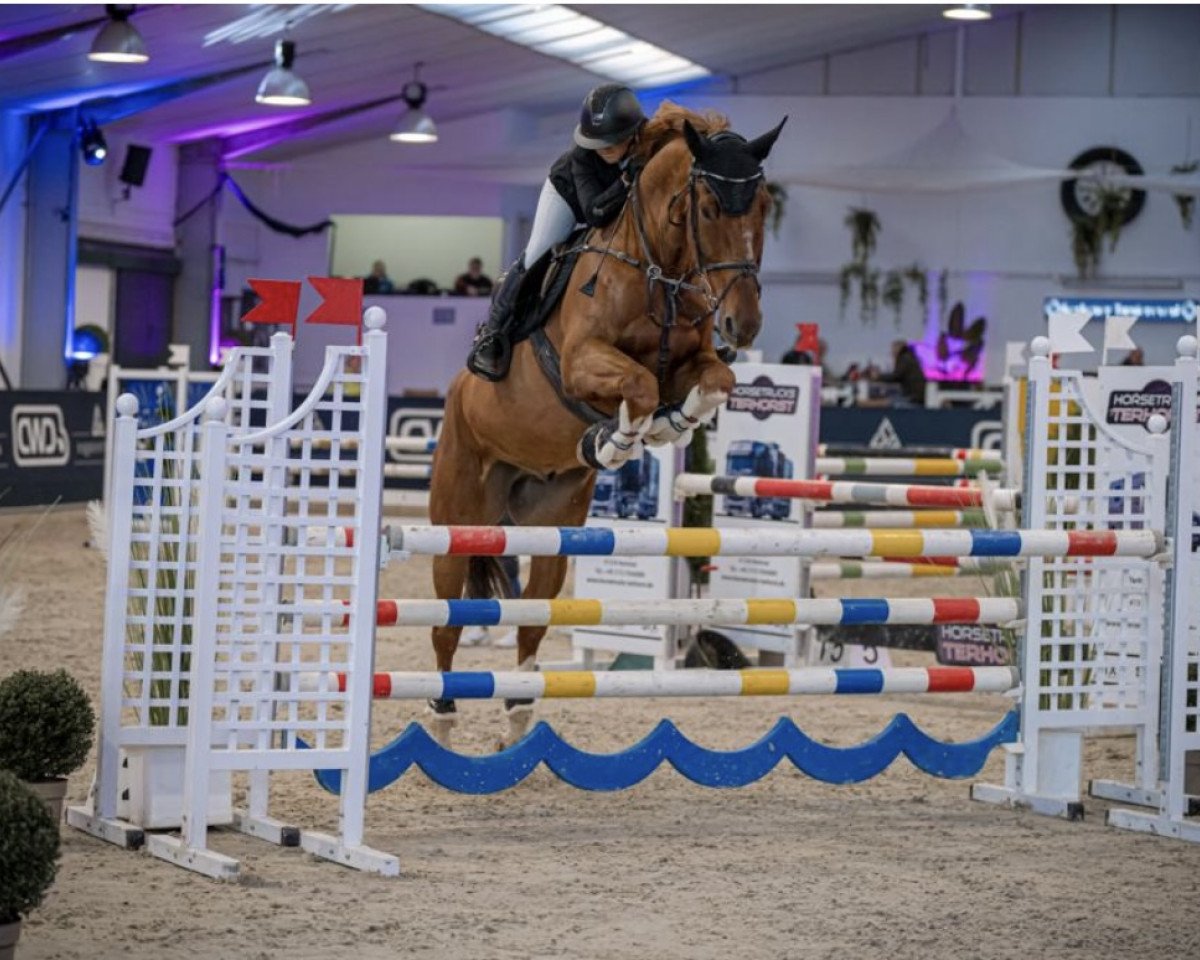 Springpferd Horatio (KWPN (Niederländisches Warmblut), 2012, von Nabab de Rêve)