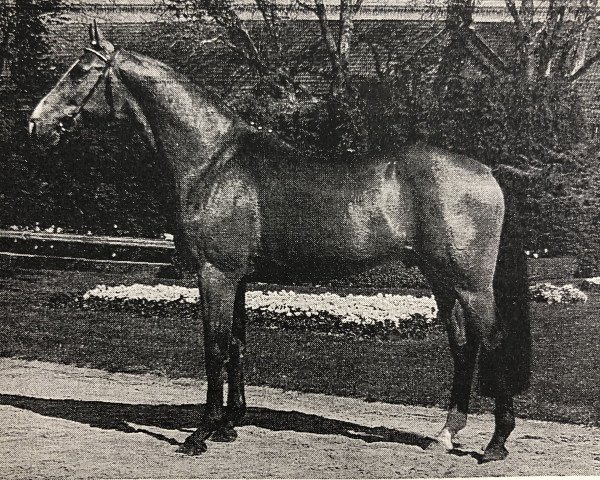 stallion Wilander (Westphalian, 1988, from Weinberg)