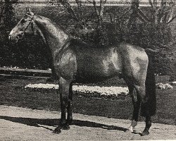 Deckhengst Wilander (Westfale, 1988, von Weinberg)