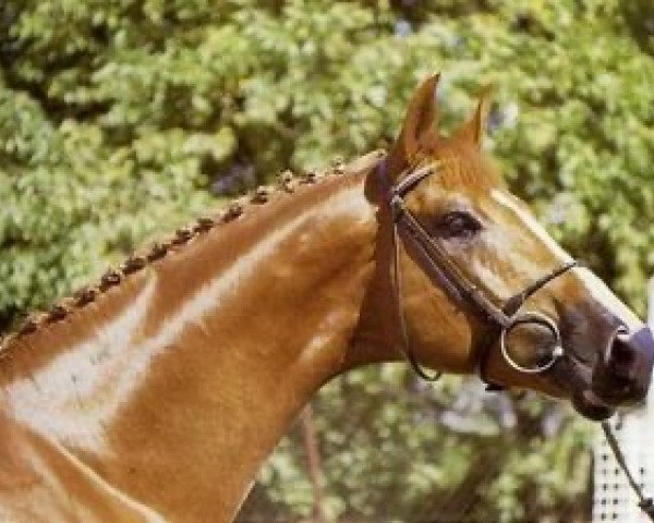 stallion Rush de Saint Anne (Selle Français, 1983, from Emir du Mesnil)