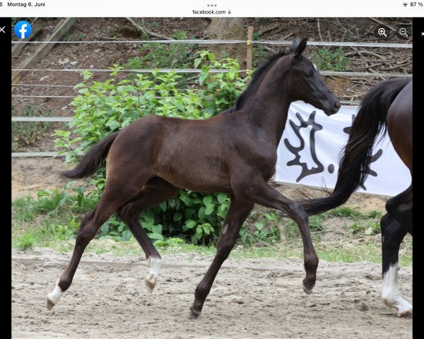 dressage horse Kordino (Trakehner, 2022, from Dameron)