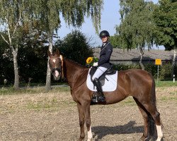 dressage horse Dona-Rica A (Hanoverian, 2008, from Don Frederico)