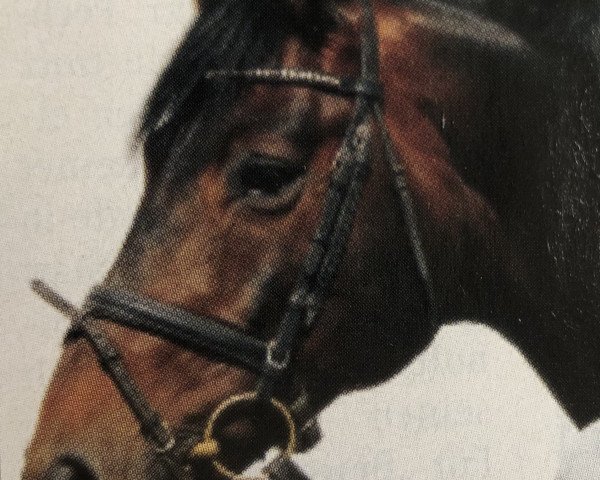 stallion Windspiel As (Hanoverian, 1996, from Weltmeyer)