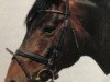 stallion Windspiel As (Hanoverian, 1996, from Weltmeyer)