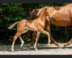 Springpferd Peter Pan (Trakehner, 2021, von Asagao xx)