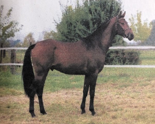 stallion Wolkenzauber (Hanoverian, 1999, from Wolkentanz I)
