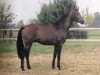 stallion Wolkenzauber (Hanoverian, 1999, from Wolkentanz I)