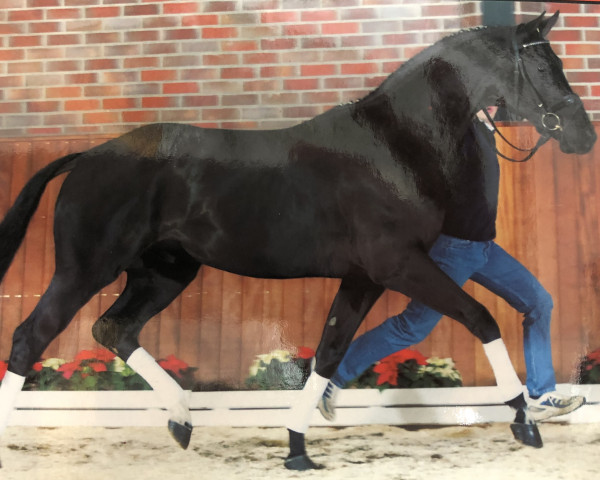 stallion Wontorra (Hanoverian, 2000, from Wolkentanz II)