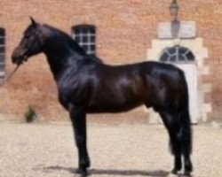 stallion Patara (FR) (French Trotter, 1959, from Gutemberg A (FR))