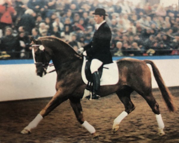 stallion World Star (Hanoverian, 1986, from World Cup I)