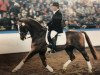 stallion World Star (Hanoverian, 1986, from World Cup I)