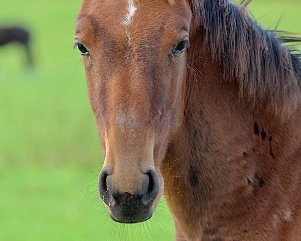 Springpferd Donni (Westfale, 2023, von Diro 9)