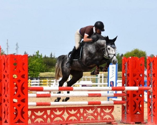 Pferd Horfanik d'Aurean AA (Anglo-Araber, 2017, von Cook du Midour AA)