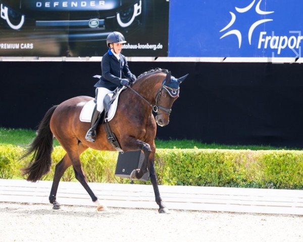 dressage horse Grace Dbg (KWPN (Royal Dutch Sporthorse), 2011)