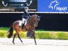 dressage horse Grace Dbg (KWPN (Royal Dutch Sporthorse), 2011)