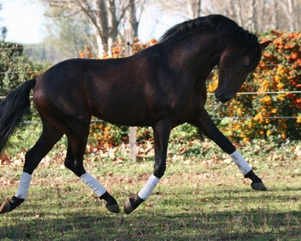 stallion Scapin (Lusitano, 1984, from Emir MTV)