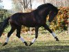 stallion Scapin (Lusitano, 1984, from Emir MTV)