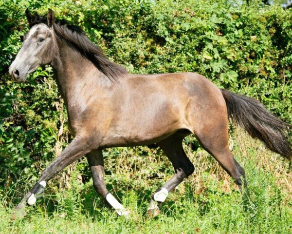 dressage horse Balthazar du Coussoul (Lusitano, 2011, from Scapin)