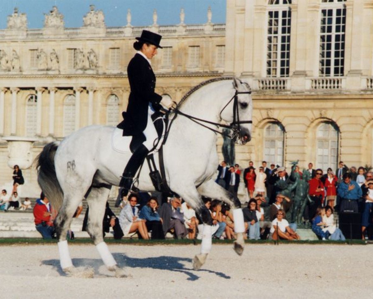 Deckhengst Spartacus RBO (Lusitano, 1984, von Emir MTV)