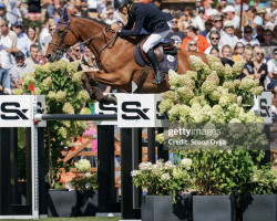 Springpferd DM Jacqmotte (Belgium Sporthorse, 2009, von Toulon)