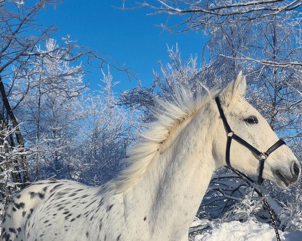 Springpferd Blue Moon (Deutsches Reitpferd, 2020, von Sir Wittekind)