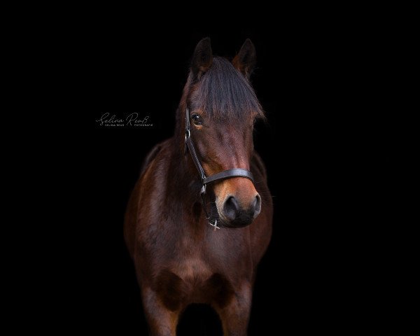 Pferd Scarlett (Welsh-Cob (Sek. D), 2016, von Bocksbühl Weltano)