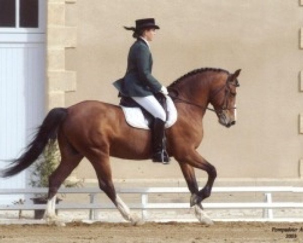 stallion Etoile d'Hardy (New Forest Pony, 1992, from Uhlan des Etangs)