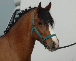 stallion Song de Bel Air (New Forest Pony, 2006, from Etoile d'Hardy)