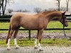 horse Maxine 17 (Dutch Pony, 2017, from Kanshebber)