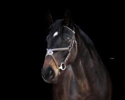 dressage horse Baldur (Trakehner, 2016, from Sir Oliver)