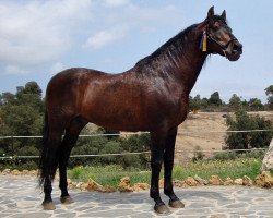 stallion Jerte II (Pura Raza Espanola (PRE), 1990, from Flamenco XVIII)