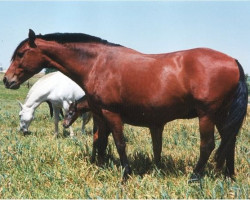 broodmare Excentrica (Pura Raza Espanola (PRE), 1985, from Valenciano XVII)