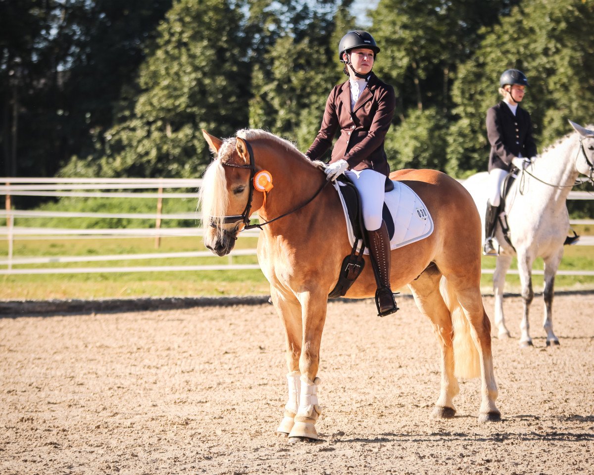 dressage horse Samba - R (Edelbluthaflinger, 2018, from Stakkato K (0,78% ox))