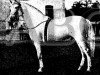 stallion Baturro (Pura Raza Espanola (PRE), 1938, from Destinado II)