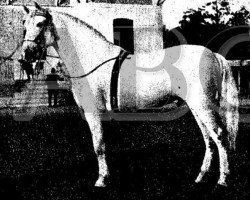 stallion Baturro (Pura Raza Espanola (PRE), 1938, from Destinado II)