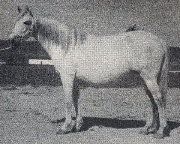 broodmare Empalar (Pura Raza Espanola (PRE), 1963, from Leopardo)