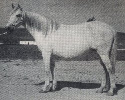 broodmare Empalar (Pura Raza Espanola (PRE), 1963, from Leopardo)