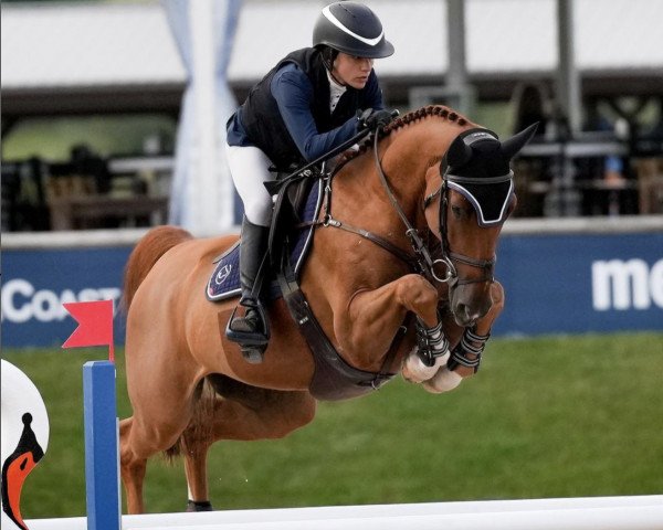 jumper Quality-Time van het Heieinde (Belgian Warmblood, 2016, from Elvis Ter Putte)