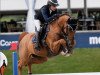 jumper Quality-Time van het Heieinde (Belgian Warmblood, 2016, from Elvis Ter Putte)