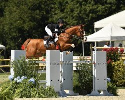 jumper Mochito v/d Mishagen (Belgian Warmblood, 2012, from Emerald van 't Ruytershof)