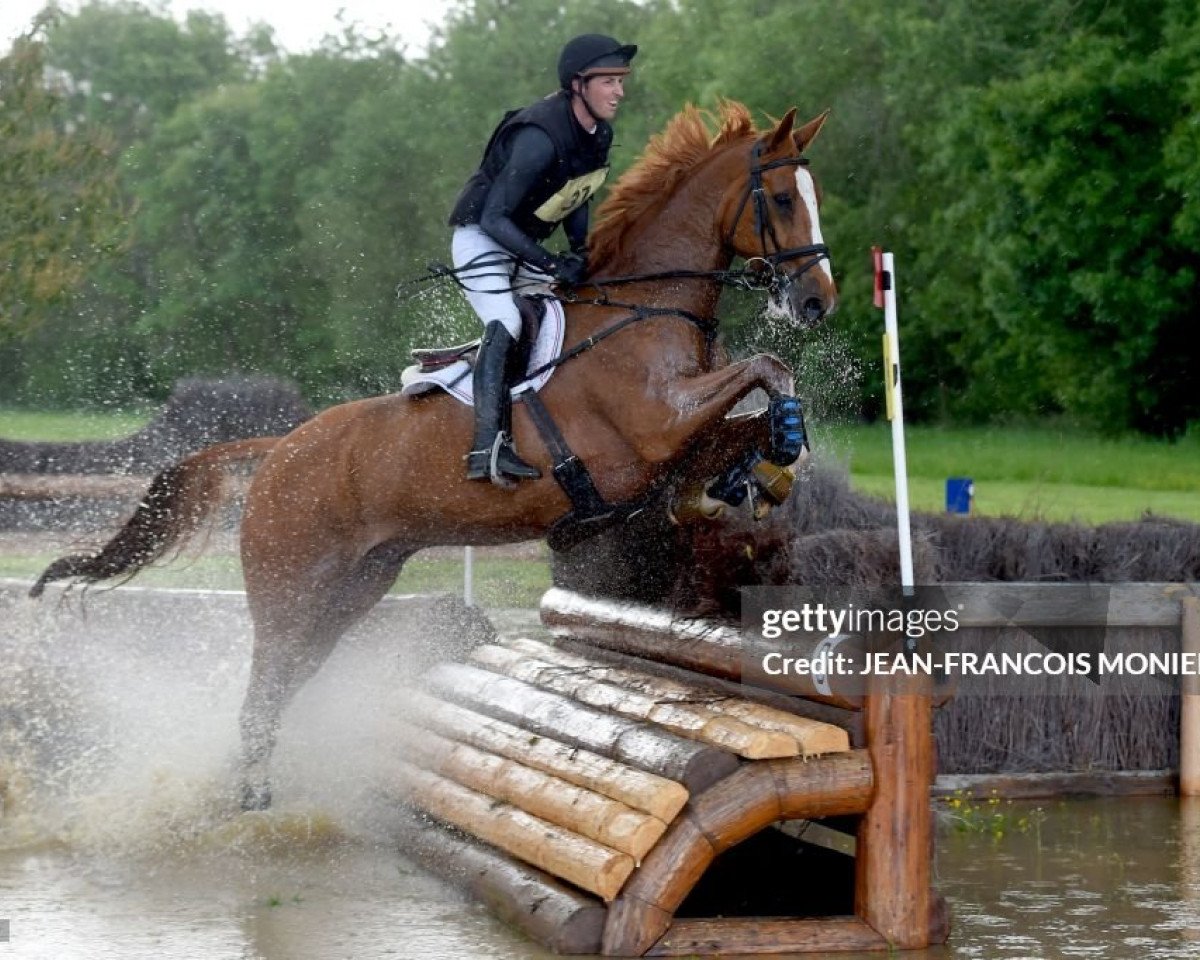 horse Chaman Ginn (Selle Français, 2012, from Lancelot Roc O Cerf)