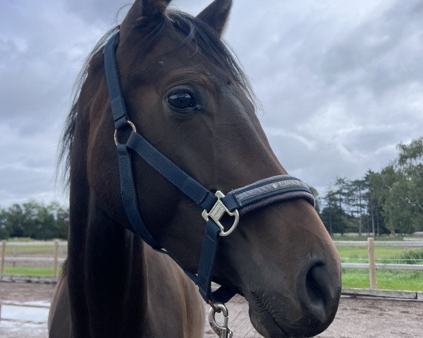 dressage horse Belle Sayonara (Hanoverian, 2021, from Bon Courage 4)