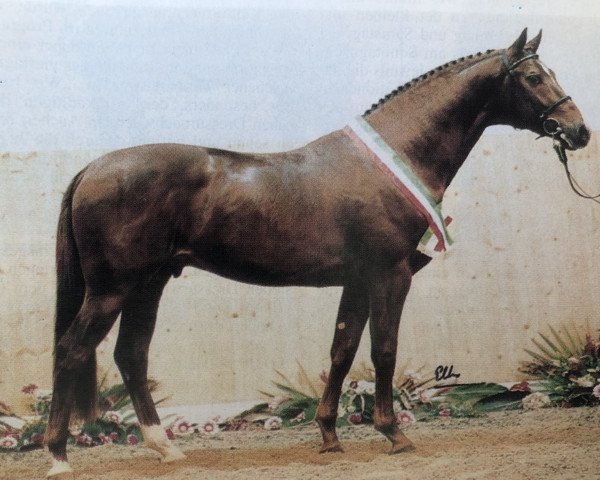 stallion Wyoming (Westphalian, 1991, from Weinberg)
