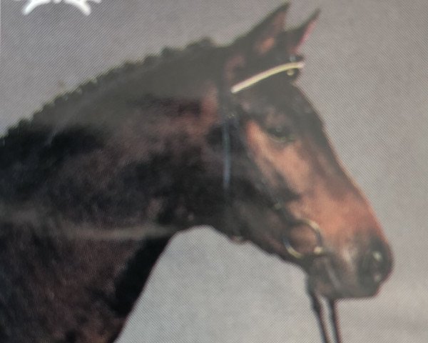 horse Wolfsprinz (Trakehner, 1992, from Maizauber)