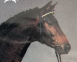 horse Wolfsprinz (Trakehner, 1992, from Maizauber)